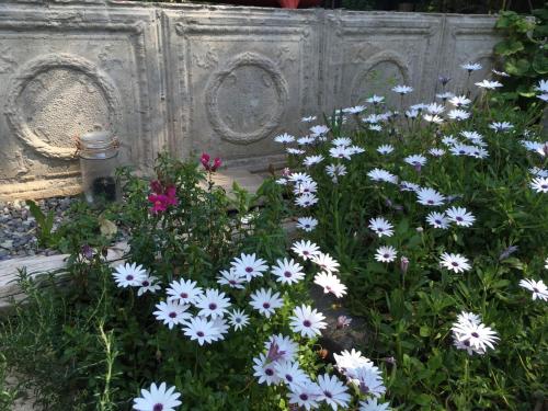 a bunch of white flowers in front of a fence at Loft del Rio in Cajon del Maipo