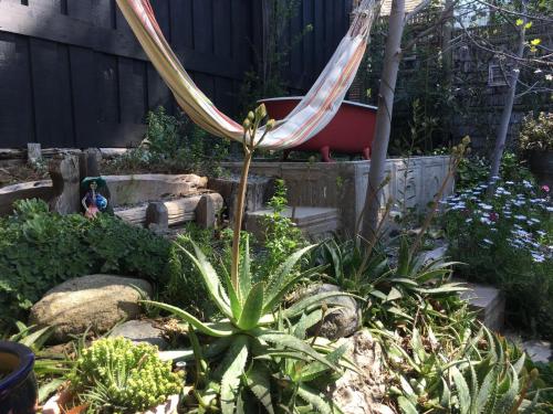 a garden with a hammock in a yard at Loft del Rio in Cajon del Maipo
