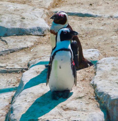 two penguins are standing on some rocks at Whistlewood Guesthouse Walmer, Port Eizabeth in Port Elizabeth