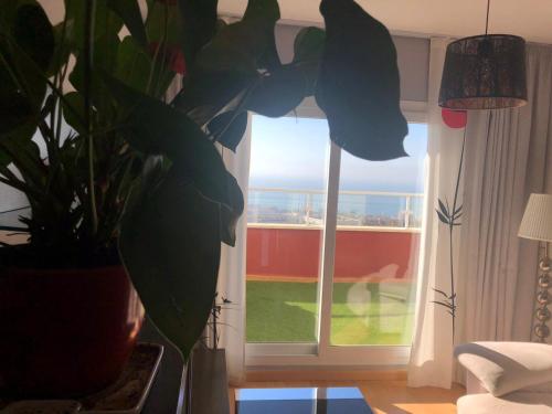 une plante en pot assise devant une fenêtre dans l'établissement Ático duplex en Benalmádena vistas al mar y montaña dos habitaciones, à Benalmádena