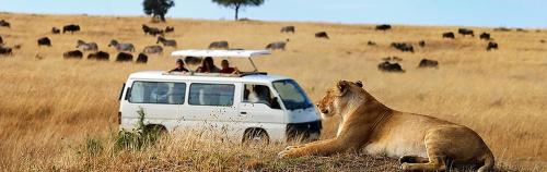 a lion laying in the grass next to a white vehicle at Ali Lewa Tours in Mombasa