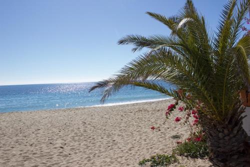 una palma su una spiaggia sabbiosa vicino all'oceano di Casa Luz a El Pozo de los Frailes