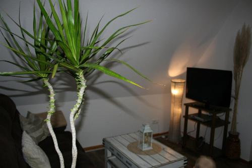 a plant sitting on a table in a living room at Ferien Oase am BER in Schönefeld