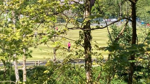 a group of trees with a field in the background at Honey Bee Cabin in Llandysul