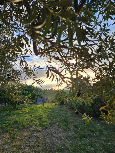 Κήπος έξω από το Villa del Carrubo a due passi dal mare di Cefalù