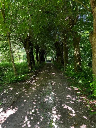 a dirt road with trees on both sides at Maison au cœur de la forêt in Montbarrois