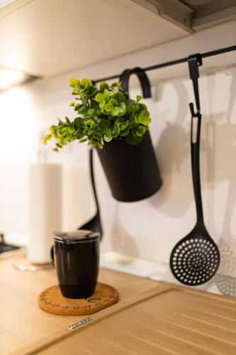 a plant in a black pot on a kitchen counter at Ultra central apartment in Baia Mare