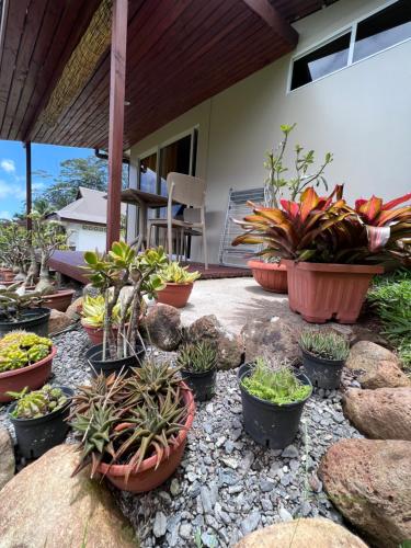 a group of potted plants sitting on a patio at Rupe Rupe Lodge in Uturoa