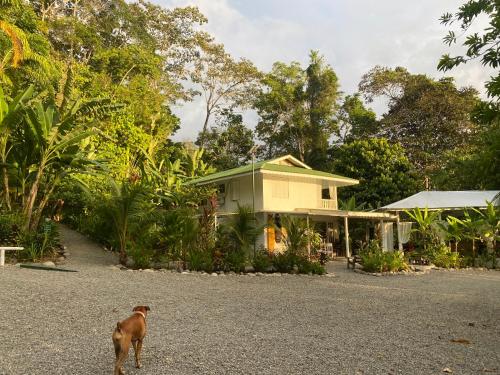 a dog standing in front of a house at Colina Secreta - Glamping and Villas in Puerto Viejo
