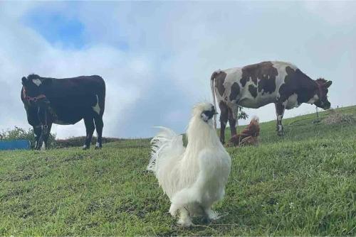 a white chicken sitting in a field with cows at Luxurious Guest House on beautiful ranch in Medellín