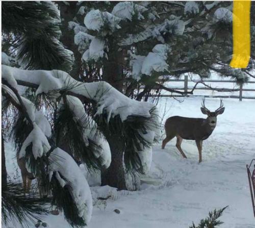a deer walking in the snow next to a tree at Trail Boss King EnSuite-Prairie Rose B&B - 1200 sq ft Suite in Cheyenne