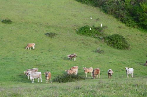 a herd of cows grazing on a grassy hill at Fattoria Lucciano in Borghetto