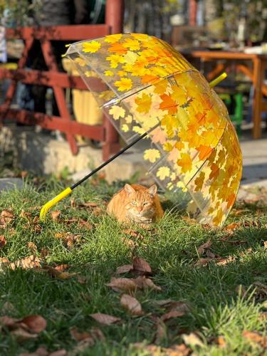 a cat laying in the grass under an umbrella at CHALET WOODS GUSAR in Qusar