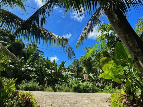 Ein Garten an der Unterkunft Jungle KingDomes Guest House