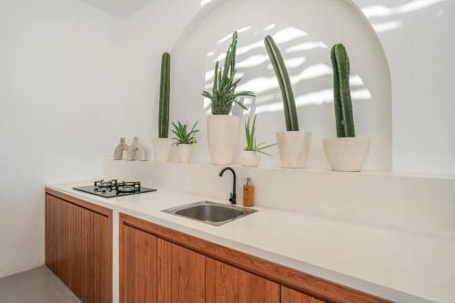 una cucina con lavandino e piante in vaso su una mensola di CASA BIARI : Tropical Vibes - 3 min from beach a Canggu