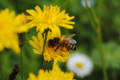 a bee is on a yellow flower at Fattoria Lucciano in Borghetto