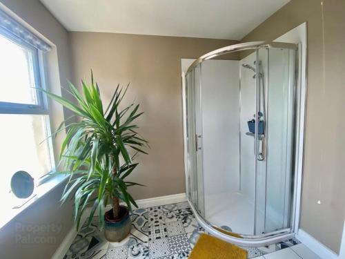 a bathroom with a shower with a plant in it at Ballycastle Modern Town House in Ballycastle