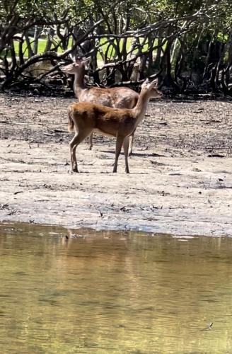 two deer standing on the shore of a body of water at River Retreat Studio in Grays Point
