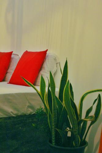 a potted plant in front of a bed with red pillows at Linu Homestay in Hiriketiya