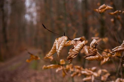 a group of dried up leaves on a branch in a forest at Hof am Horn - Fewos in der Natur in Laichingen