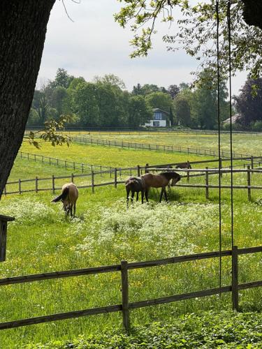 a group of horses grazing in a field at Herrenhaus - Starnberger See - Ammerland in Münsing am Starnberger See