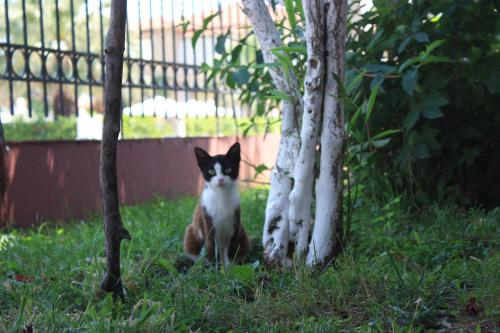 a cat sitting in the grass next to two trees at Sunray Studios Stavros in Stavros