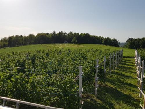 a vineyard with a fence in the middle of a field at Vikendica za odmor i dušu in Velika Kladuša