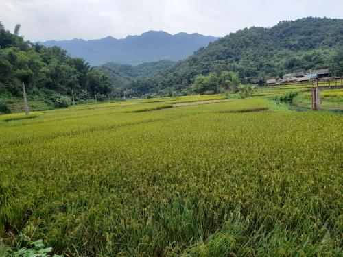 a field of green grass with mountains in the background at Thao Ly Homestay Mai Chau in Hòa Bình