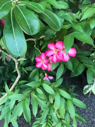 a pink flower on a bush with green leaves at Unawatuna Beach Bungalow - in Unawatuna