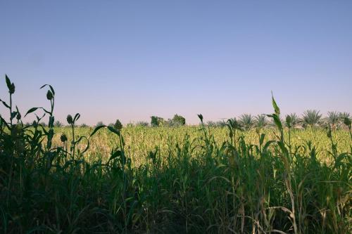 a field of tall grass with the sky in the background at Tzila Bahariya in Az Zaytūn