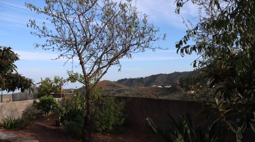 a tree in a garden next to a wall at Casa rural Finca Don Amado, San Mateo in Las Palmas de Gran Canaria