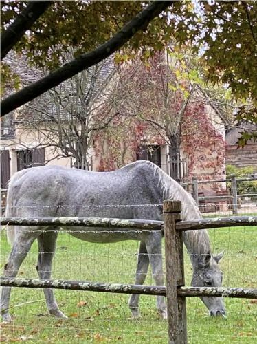 a gray horse grazing in a field behind a fence at Domaine de Poulaines près Valençay Val de Loire Berry in Poulaines