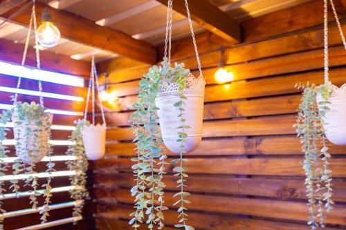 a bunch of plants are hanging from a wall at Catania 2 Suite W/private pool,W/heater , WIFI. in Aguadilla