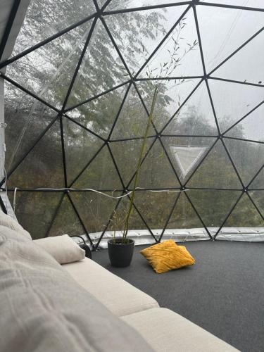 a glass igloo with a bed and a plant in it at Erdei Buborék in Szarvaskő