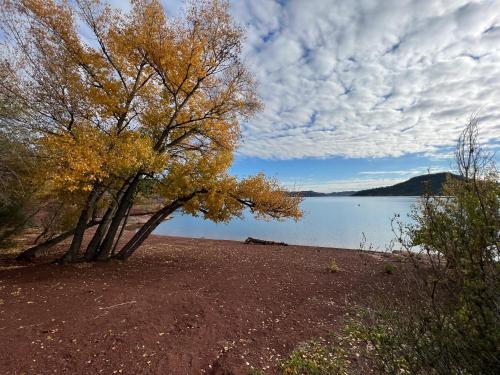 a tree on the shore of a body of water at L'atelier du Salagou in Octon