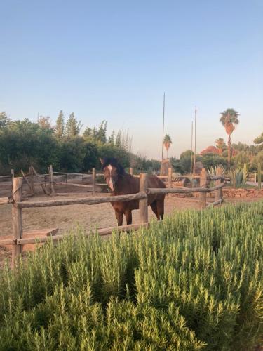 a horse standing next to a wooden fence at Fellah Hotel in Marrakech