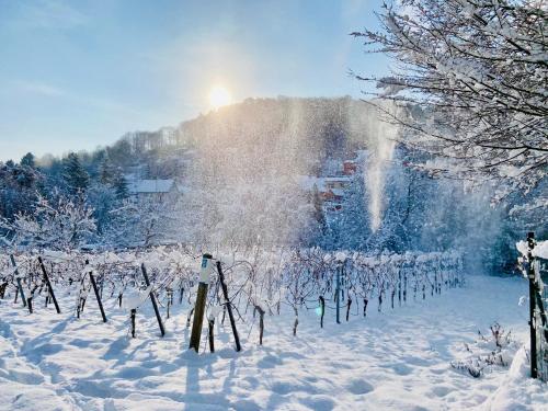 un vignoble recouvert de neige avec le soleil en arrière-plan dans l'établissement HALBSTÜCK - Ferienwohnungen am Kropsbachpark, à Sankt Martin