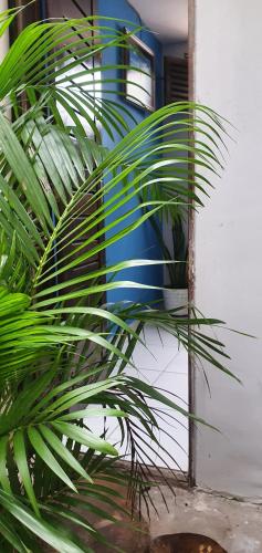 a plant sitting next to a blue and white wall at Espaço Jardim Secreto Hostel in João Pessoa