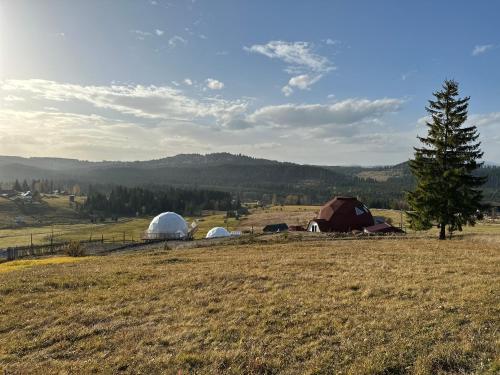 a field with two domes and tents in a field at Dorna Iglu Luxury Glamping Resort in Dorna Cîndrenilor