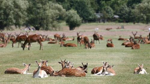 a large herd of deer laying in a field at Highfield Home with free parkings, Surbiton, Kingston upon Thames, Surrey, Greater London , UK in Surbiton
