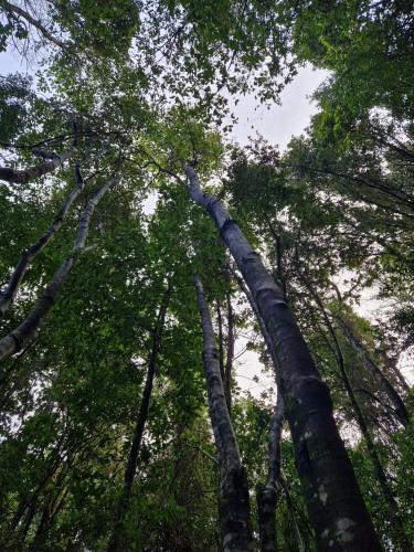 a group of tall trees looking up into the sky at Ecos del Manantial in Villarrica