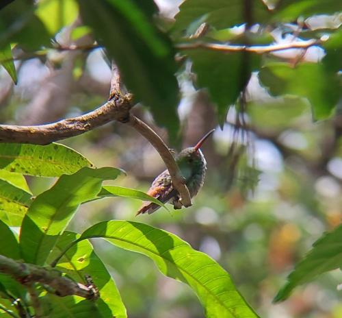 un colibrí posado sobre una rama de un árbol en Cabañas Tico Gringo, en Drake