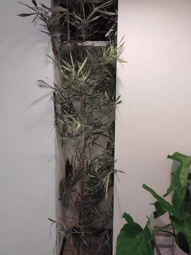 a tall vertical plant in a white wall at 雅斤-淡水 in Lun-ting