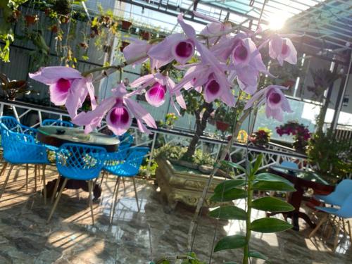 a group of purple flowers in a greenhouse at Anh Tuấn Hotel & Coffee - Pleiku, Gia Lai in Pleiku