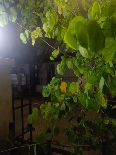 a close up of a tree with green leaves at Greenapple Inn in Chennai