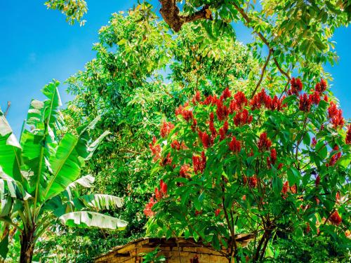 a bunch of red flowers on a tree at Arusha Jua Eco Home- on coffee farm in Arusha