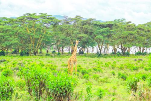 ENKAi COTTAGES – Photos 3