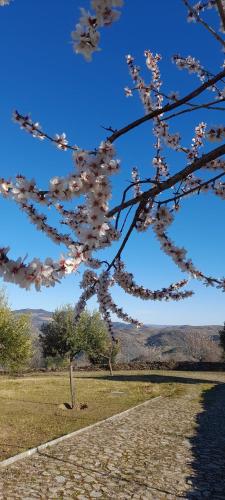 a branch of a tree with pink flowers on it at Quinta Alto da Fraga in Vila Nova de Foz Coa