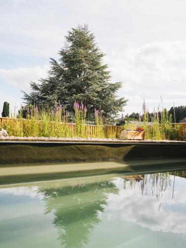 a reflection of a tree in a body of water at Wellnessoase Nordschwarzwald in Neuweiler