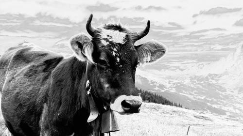 Fotografie z fotogalerie ubytování Chalet Kleinbergsonne ve Filzmoosu
